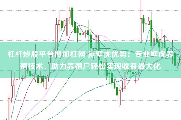 杠杆炒股平台搜加杠网 赢壁虎优势：专业壁虎养殖技术，助力养殖户轻松实现收益最大化
